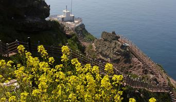  Rape fower and Mangyangdae in Dongdo
