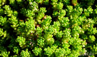 Coastal mosslike stonecrop