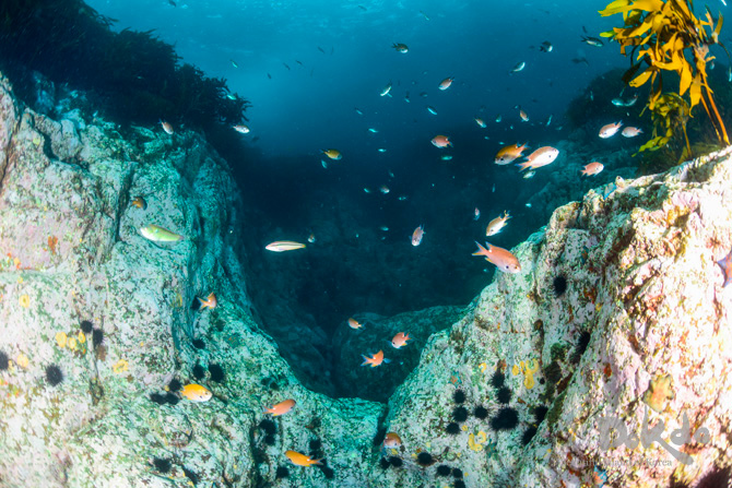 Chromis notada, Multicolorfin rainbowfish, Anthocidaris crassispina, Rhubarb